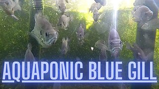 Aquaponic blue gill (blue gill update after 3 months)