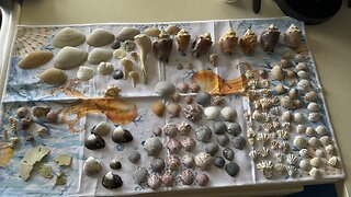 Beach Finds 7/28/2023 #Seashells #Shelling #BarefootBeach #FightingConch #Sharkseye #MarcoIsland #4K