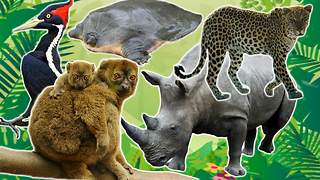 Top 5 Endangered Animals