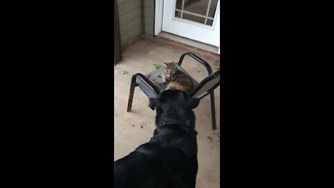 Funny Pet Confrontations