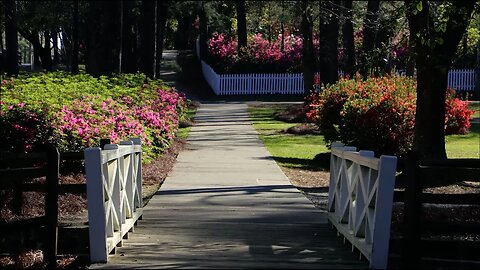 Flowertown: 2023 Azalea Bloom, Summerville, SC