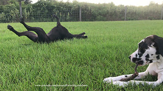 Funny Great Danes Love To Play With The Same Stick