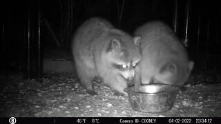 Benny the Raccoon Refuses to Share Food with Best Friend