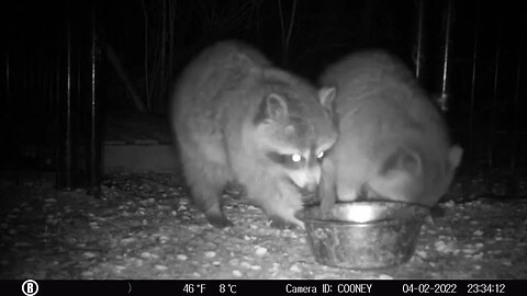 Benny the Raccoon Refuses to Share Food with Best Friend