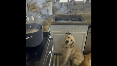 Golden retriever stares at mysterious steam.