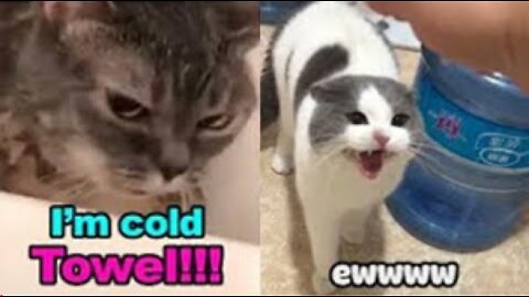 Cats talking!! these cats can speak english 🤯😂