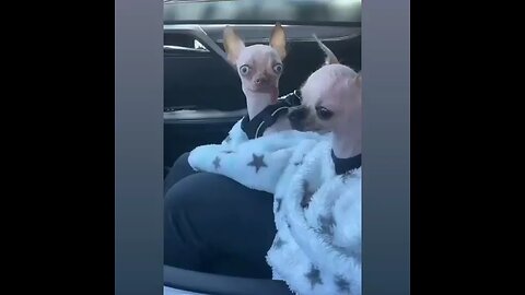 Mr Dog enjoy car ride with his friend