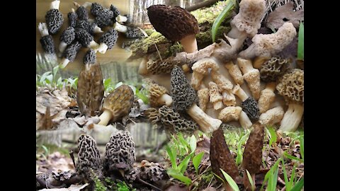 Lewiston Morels