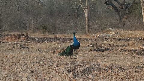 Peacock at Masanagudi