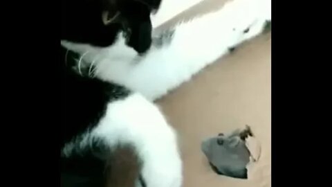 Gato Bartolomeu Tunico brincando com o rato 😸😸