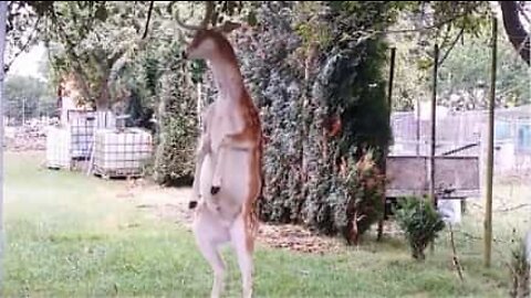 Ce cerf utilise ses bois pour attraper les fruits d'un arbre