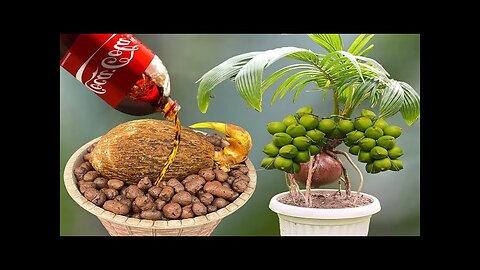 What Is The Correct Way To Grow Coconut? @Indulovenature
