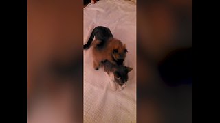 Kitten and Puppy Together means Ultimate CUTENESS!