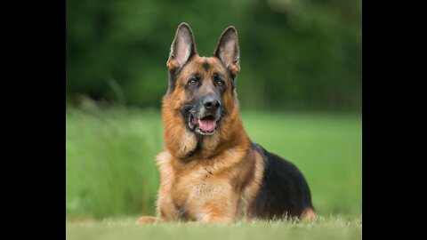 Guard Dog Training Step by Step ( german sheperd)