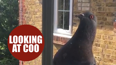 Young professionals flats are being besieged - by PIGEONS