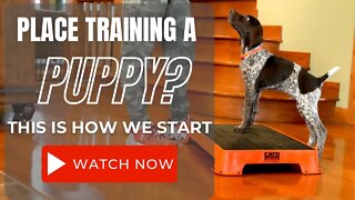 How To Train A Puppy To Go To A "Place"