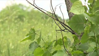 From Landfill to Landmark: Brighton Park in Old Brooklyn officially opens