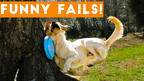 TRY NOT to LAUGH Animals FUNNY PET FAILS Compilation 2021