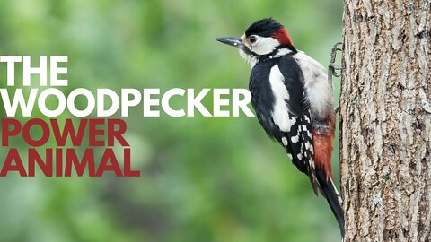 The Woodpecker Power Animal