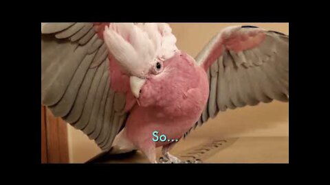 COCKATOO RANTS FOR 3 MINUTES STRAIGHT, SAYS HE’S PISSED OFF *Subtitles* | PARROT VIDEO OF THE DAY