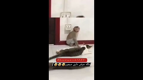 A little monkey enjoy with cat 😺