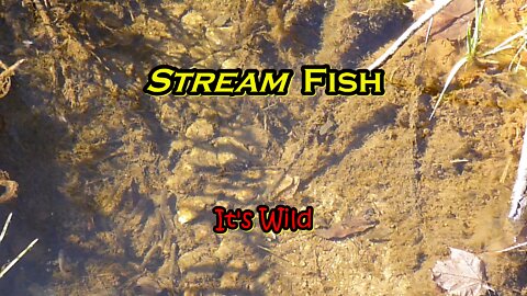 Stream Fish