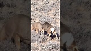 Mule Deer Fighting