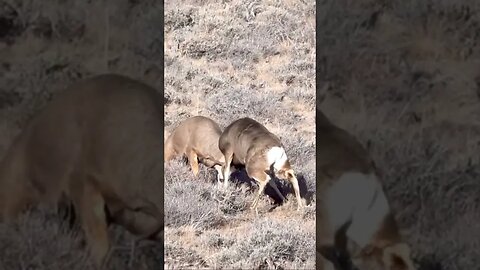 Mule Deer Fighting