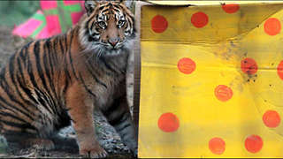 Sumatran Tigers Celebrate First Birthday at London Zoo