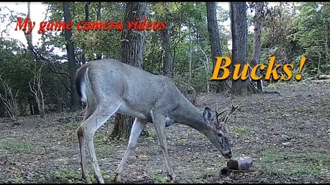 The bucks are back!
