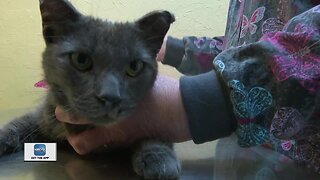 Cat being treated after falling out truck window