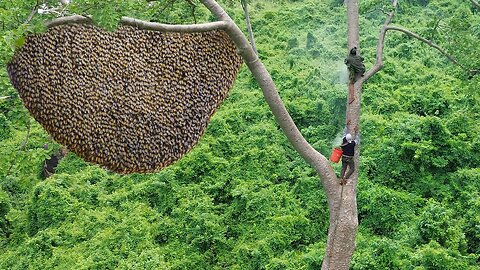Primitive Technology: Amazing Process Catch A Giant HoneyBee For Food On The Big Tree