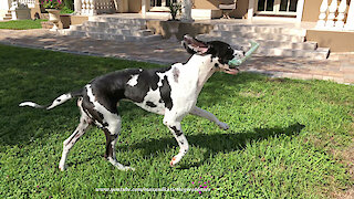 Family Cheers On Newspaper Delivering Great Dane