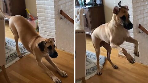 Great Dane's Morning Routine Is Extremely Energetic
