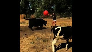 Playful cows run after giant red ball