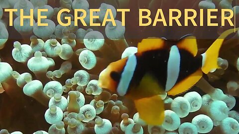 The Great Barrier Reef Australia #wildlife #reef