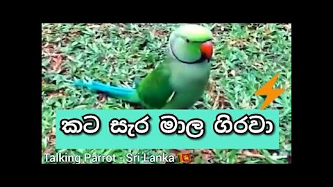 Talking Parrot • කතා කරන කට සැර මාල ගිරවා 🐦 Cute Pet Bird