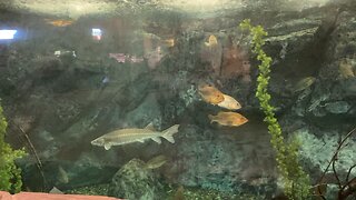 Big Fish 🐟 in Tank at Bass Pro Shops