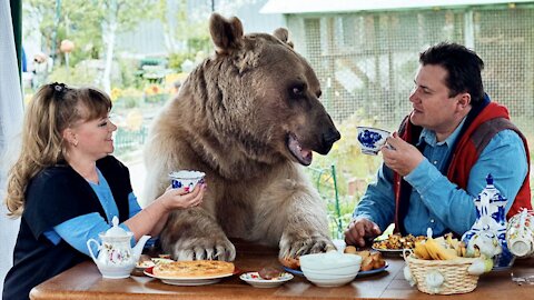 Giant Orphan Bear Lives With Family