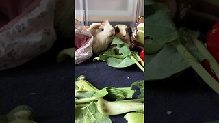 Guinea pigs food fighting