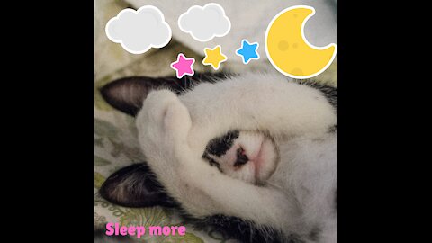 Cat sleeping 😸.