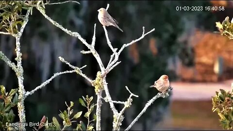Male and Female House Finches 🌳 01/03/23 16:39