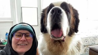 St. Bernard kisses from Baby Walter