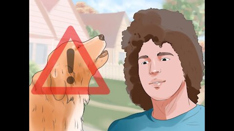 How to make Golden Retriever Dog stop Barking