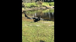 Birds and Alligators at Myakka River Park