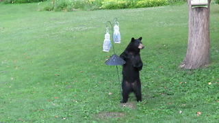 "A Black Bear Steals Bird Food"