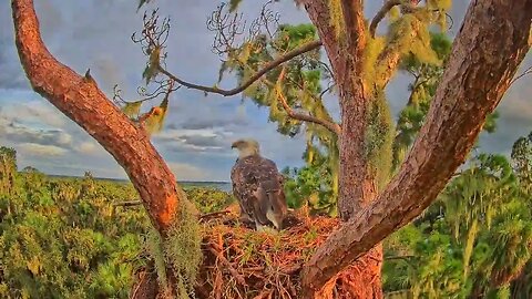 Hurricane Idalia Timelapse Bald Eagle Nest #hurricaneidalia #baldeagle #sunrise #sunset