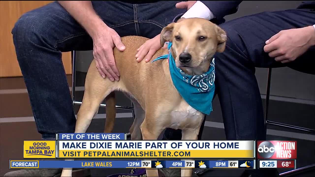 Pet of the week: Dixie Marie makes a great running partner
