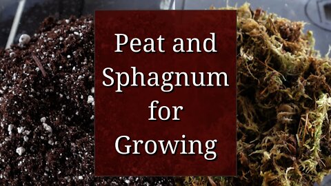 Peat and Sphagnum for Growing Plants
