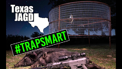 Texas Hill Country Hunting & #trapsmart feral hogs avoiding traps